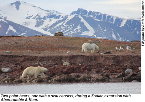 Two polar bears, one with a seal carcass, during an excursion with Abercrombie & Kent.