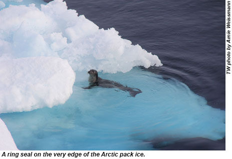 A ring seal on the very edge of the Arctic pack ice.