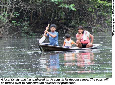 A local family gathered turtle eggs in its dugout canoe to turn over to conservation officials for protection.