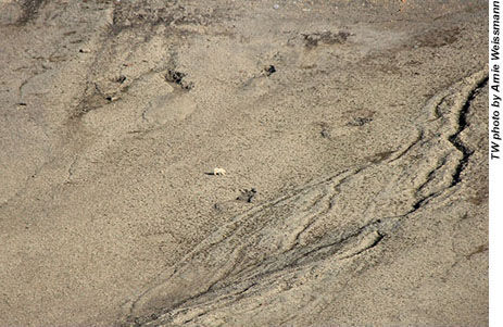 Besides a polar bear encounter excursion on a recent Abercrombie & Kent trip to the Arctic aboard Le Boreal, the only other bears the group saw were, like this one, from the ship at quite a distance.