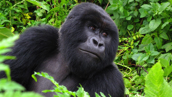 A mountain gorilla in Rwanda. A mountain gorilla in Rwanda.