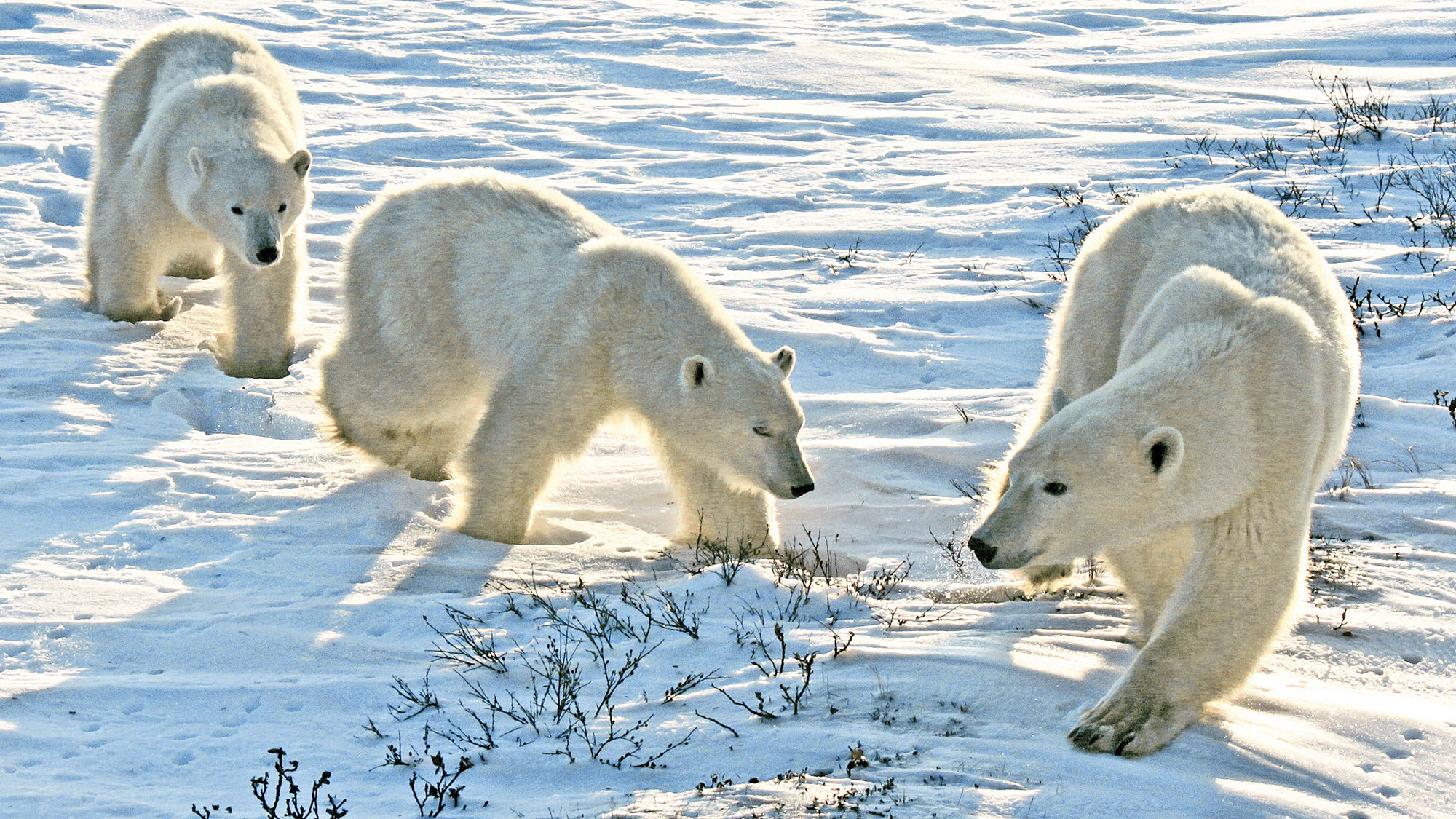 A female polar bear and her cubs in Churchill.
