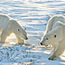 Kings of the Arctic