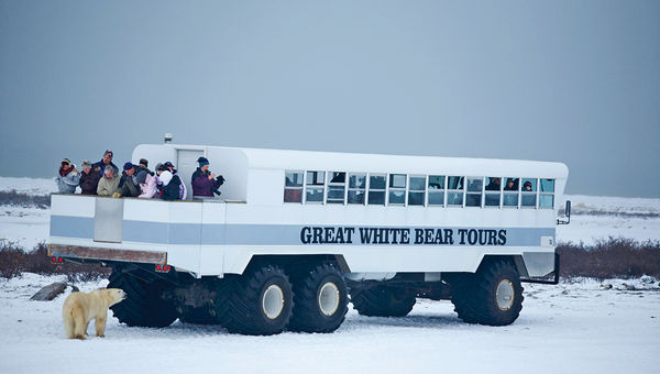 A Great White Bear Tours Polar Rover. A Great White Bear Tours Polar Rover.