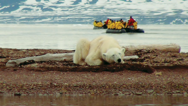 A bear sighting during a Quark Expeditions trip. A bear sighting during a Quark Expeditions trip.