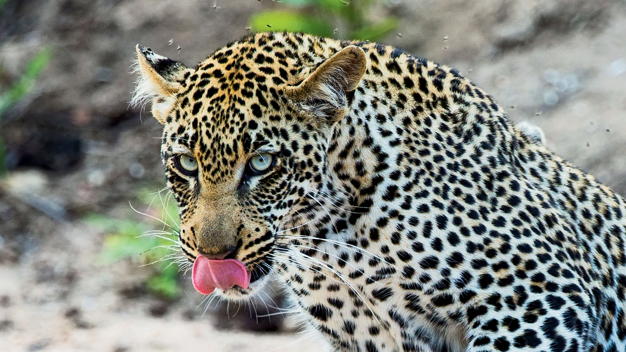 South Africa clamps down on leopard hunting