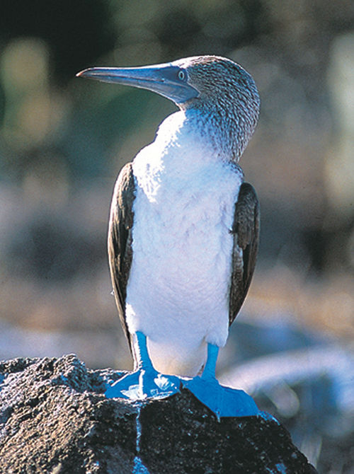 A blue-footed booby. A blue-footed booby.