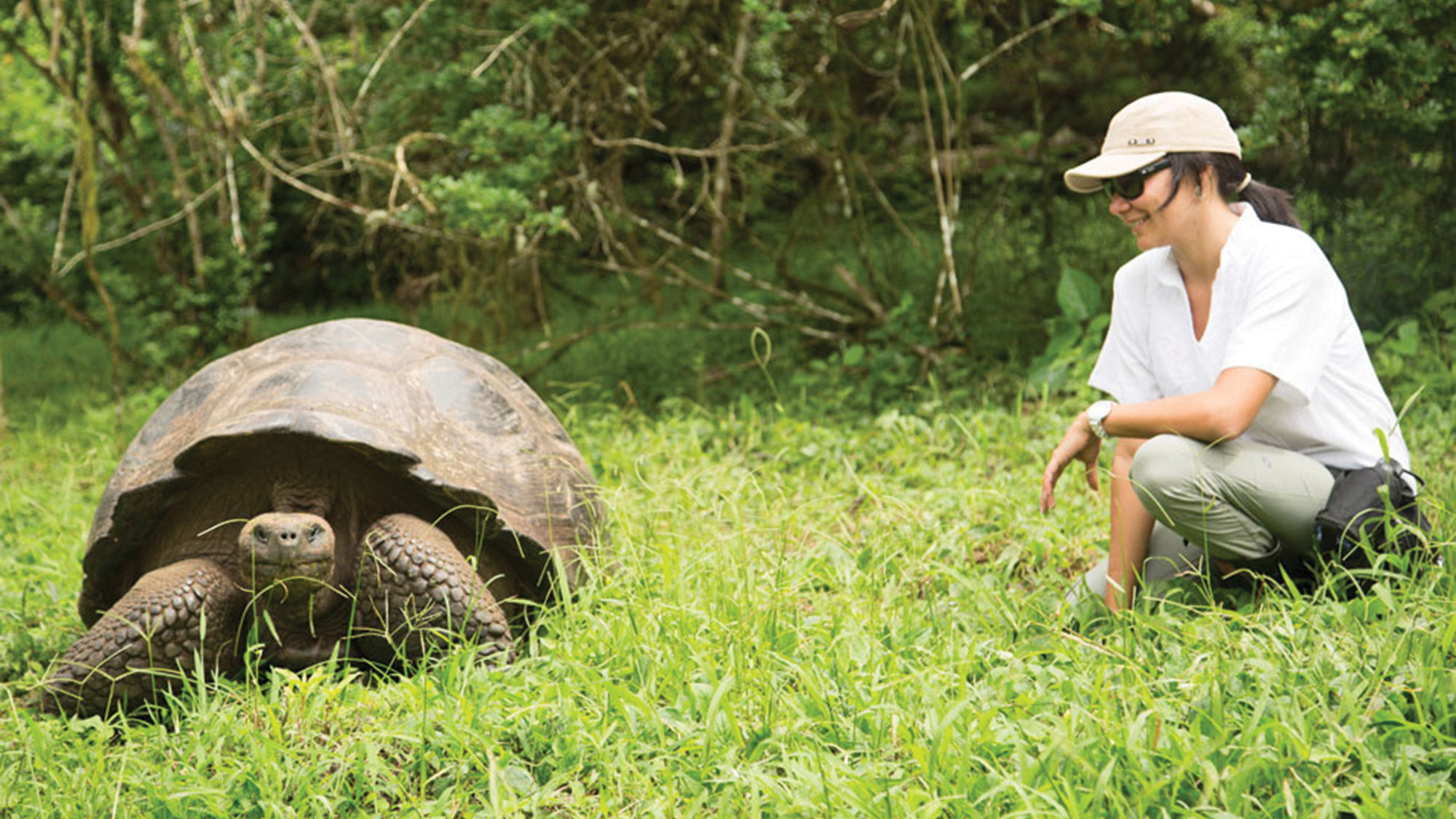 A giant-tortoise farm in the highlands of Santa Cruz.