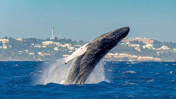 A humpback whale off Bermuda’s coast. A humpback whale off Bermuda’s coast.