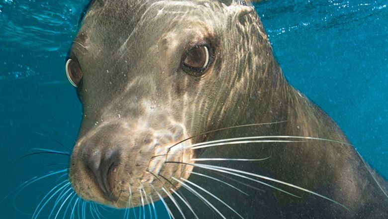 Leon, a sea lion at SeaWorld San Antonio.