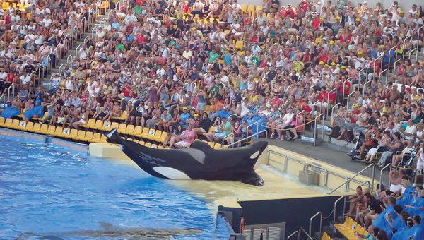 A film clip from the documentary "Blackfish." A film clip from the documentary "Blackfish."