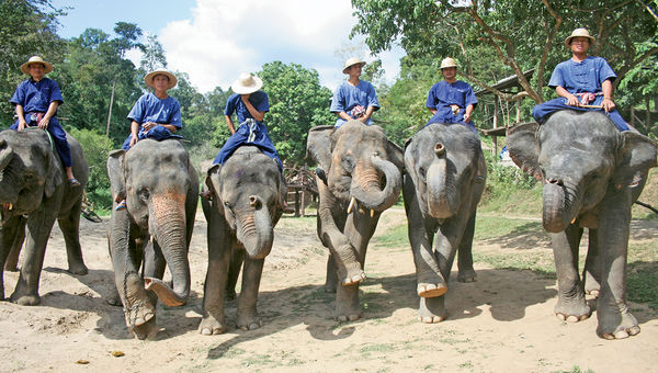 Elephants perform at a tourism facility in Thailand. Elephants perform at a tourism facility in Thailand.