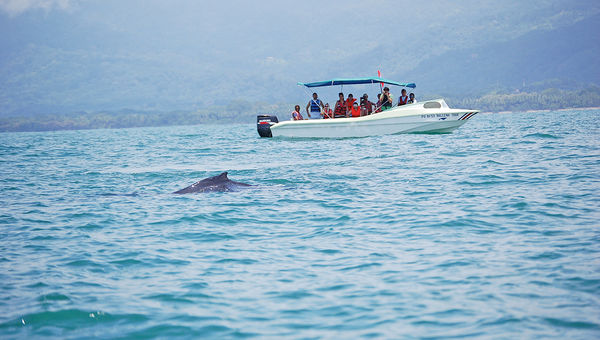 A whale-watching excursion in Costa Rica. A whale-watching excursion in Costa Rica.