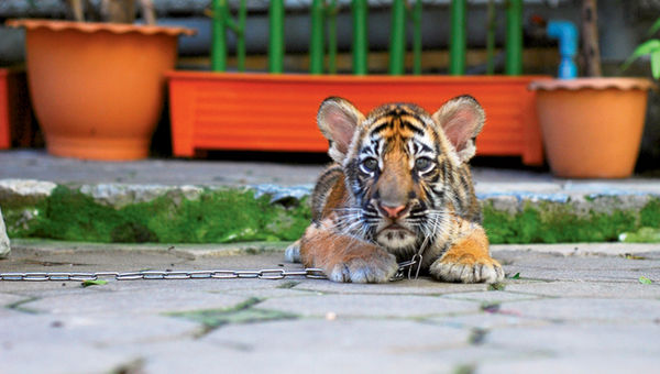 A photo provided by World Animal Protection showing a tiger cub used for photos with tourists in Bangkok. A photo provided by World Animal Protection showing a tiger cub used for photos with tourists in Bangkok.