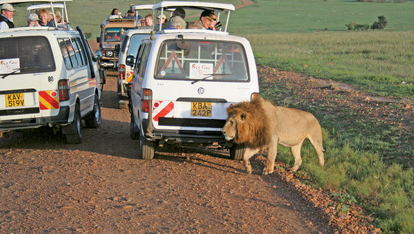 Spotting a lion on a safari in Kenya. Spotting a lion on a safari in Kenya.