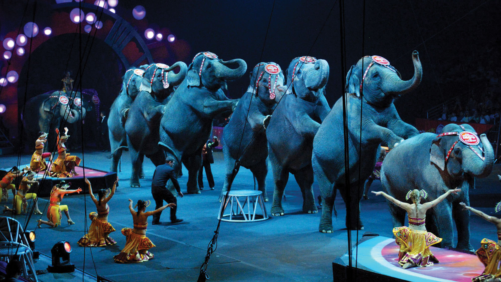 Elephants performing in a Ringling Bros. and Barnum & Bailey Circus.