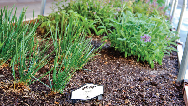MGM Resorts' food-diversion efforts include partnering with local composting facilities that provide soil for the hotelier's rooftop garden at Las Vegas's Bellagio.