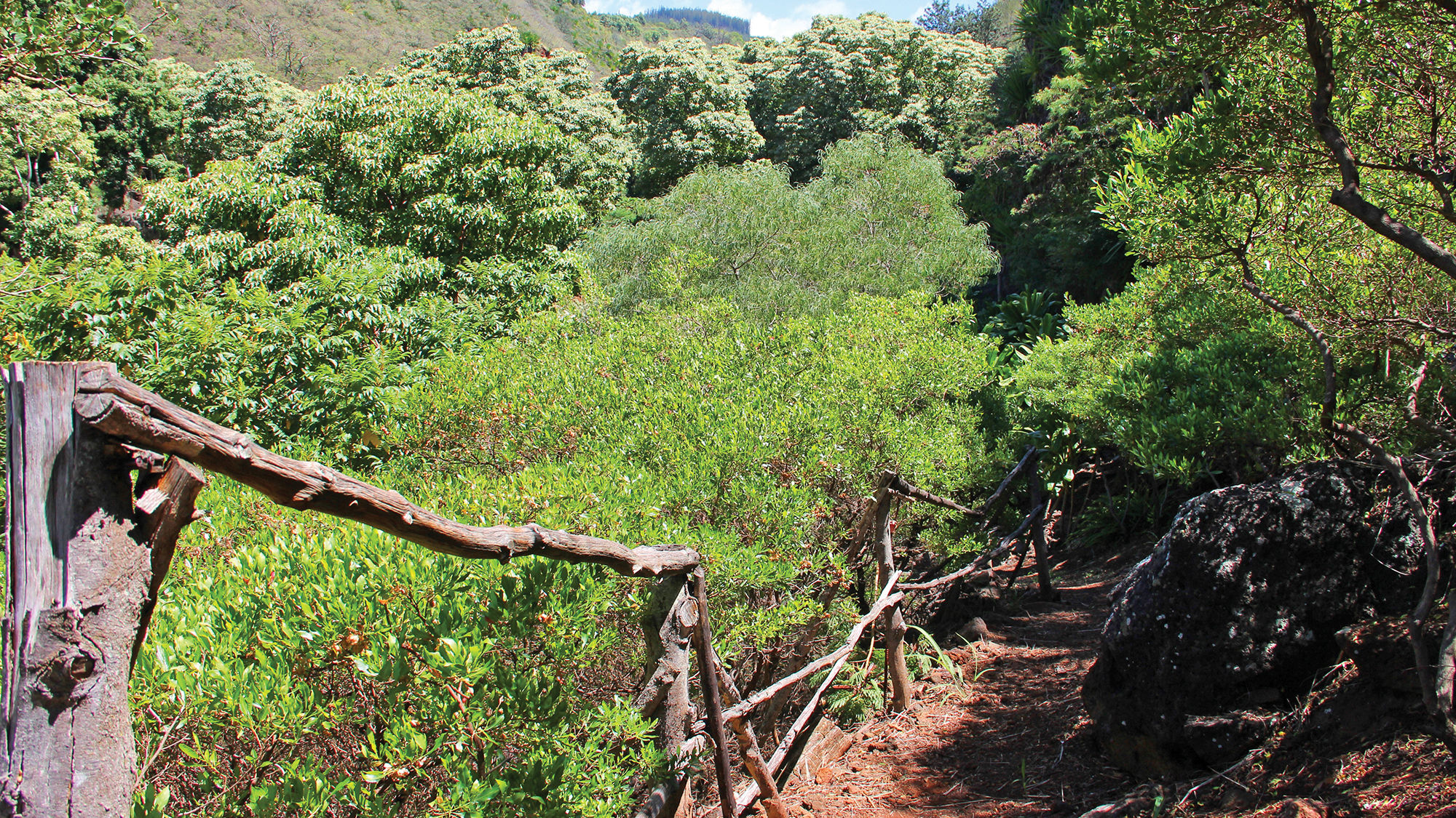 A trail in Honokowai Valley, where visitors can volunteer to help remove invasive plant species.