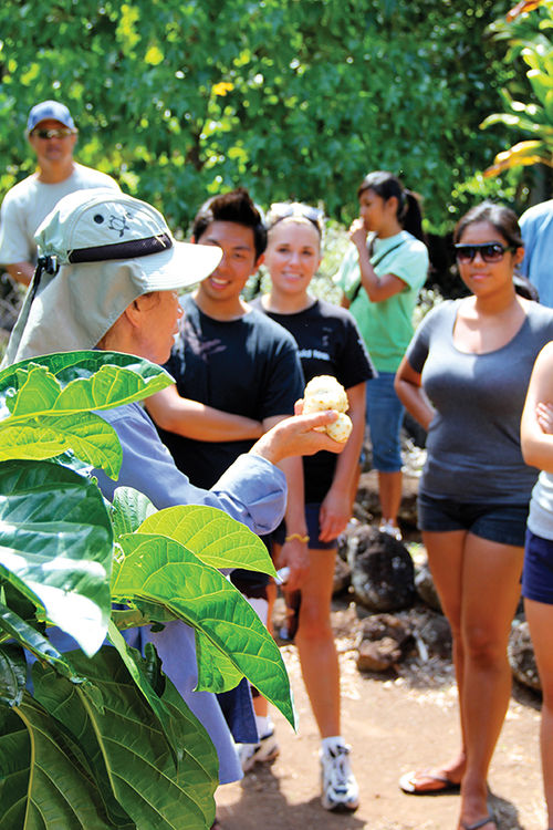 Puanani Lindsey, left, teaches a group of volunteers about the noni plant and its fruit.