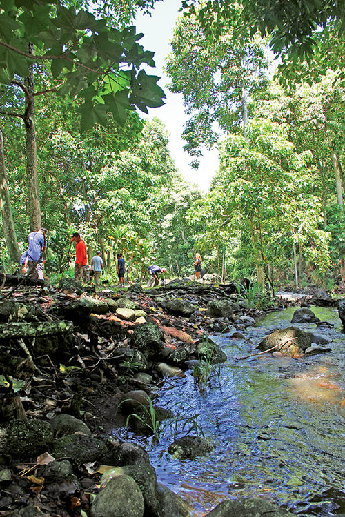 Volunteers alongside a Honokowai stream.
