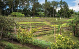 An organic garden supplies much of the produce at Blancaneaux Lodge.