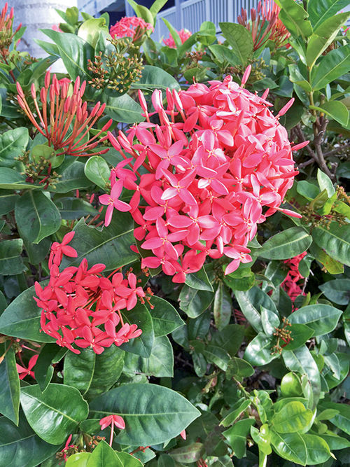 Bougainvilleas in all shades of pink, red and purple are found throughout the resort. Bougainvilleas in all shades of pink, red and purple are found throughout the resort.
