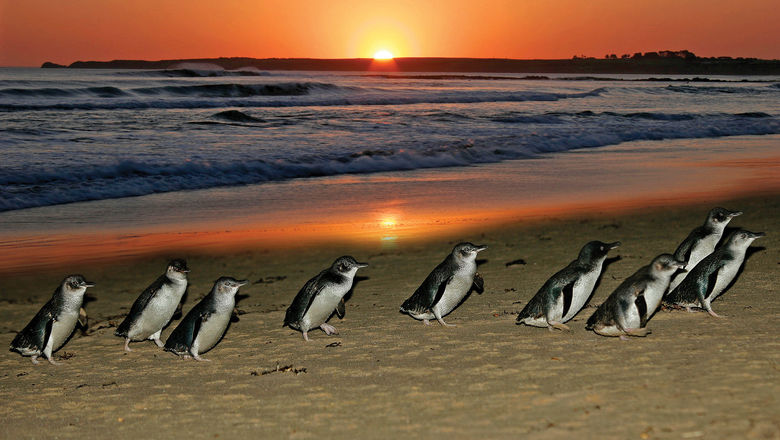 Fairy penguins on Phillip Island’s Summerland Beach.