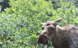 A moose sighting along the Glenn Highway near Chitina.