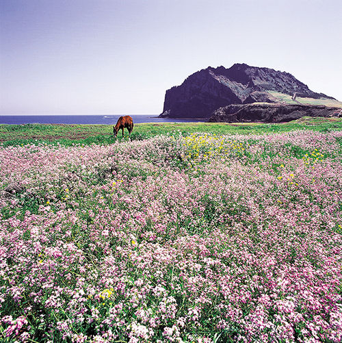 Seongsan Ilchulbong peak on Jeju; the island is one of the stops on Journeys International’s Discover South Korea tour. Seongsan Ilchulbong peak on Jeju; the island is one of the stops on Journeys International’s Discover South Korea tour.