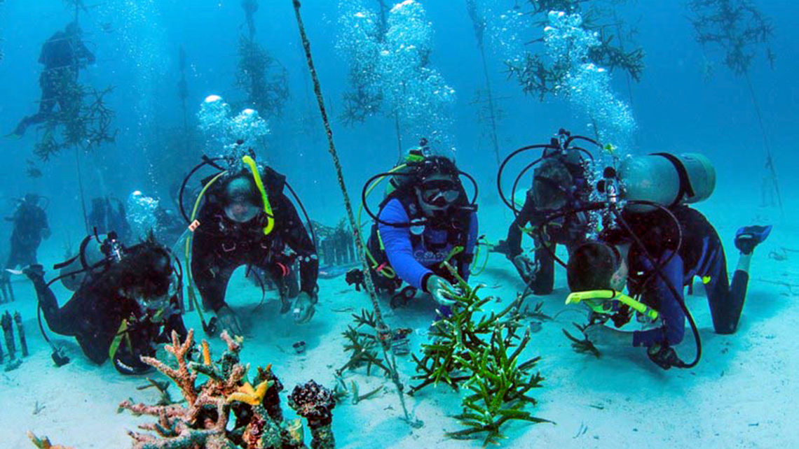 A class gathers coral fragments at a Coral Reef Restoration Foundation nursery.