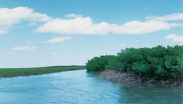 The mangroves are a lure for tourists visiting the Riviera Nayarit.