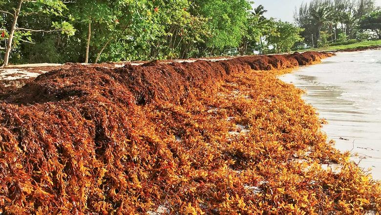 A sargassum-filled beach on Barbados in June.