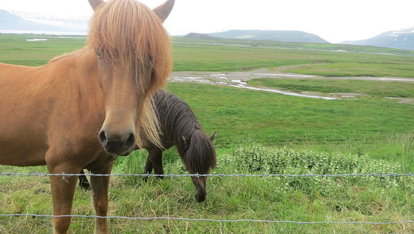 The Icelandic horse was brought to the island by the Vikings, who settled the country in the ninth and 10th centuries (since then, no other breed has been introduced to Iceland, making it one of the purest breeds in the world).