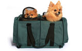 This light-weight, in-cabin SturdiBag Pet Carrier, which includes a seatbelt, seatbelt safety straps, harness and privacy flaps, is collapsible, providing a safe and comfortable trip for your portable furry friends. Available in small or large sizes (the large is capable of carrying two pets in separate compartments), the carrier is made from 600-denier polyester; has an adjustable, four-point padded shoulder strap and leather hand grip; interior fleece pad; zipper security clips; and a leash tether.