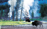 Bison roam near Old Faithful in Yellowstone National Park.