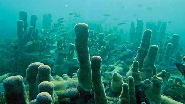 Healthy pillar coral, a threatened species, in the Florida Keys National Marine Sanctuary.