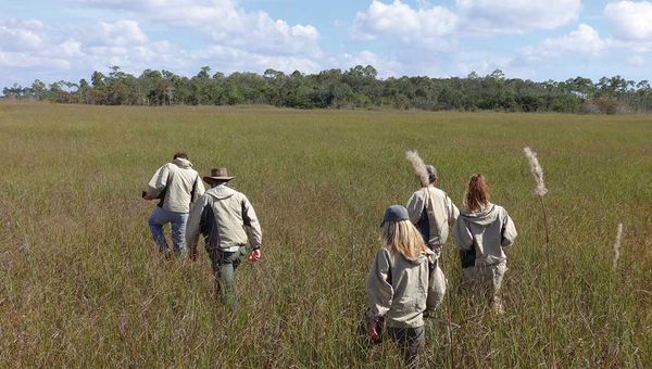 Hikers make their way through a sawgrass prairie in Everglades National Park.