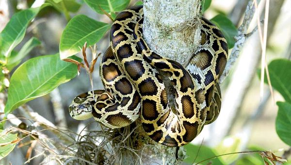 A Burmese python in Everglades National Park.