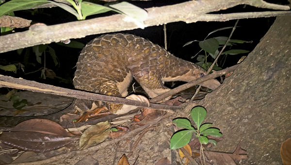 The endangered and incredibly shy pangolin. The endangered and incredibly shy pangolin.