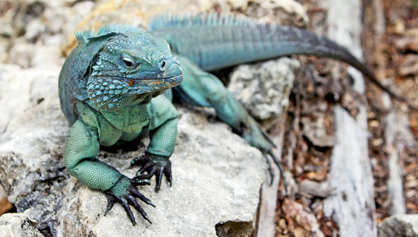 The Grand Cayman Blue Iguana is the island's largest native endemic land animal. The Grand Cayman Blue Iguana is the island's largest native endemic land animal.