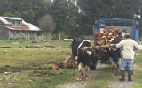 Autos and ox carts are both in use on Chiloe Island.