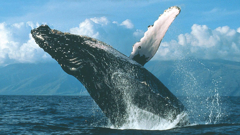 Humpback whale-watching season in Hawaii typically runs from November to May.