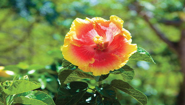 A hibiscus blossom at McBryde Garden. A hibiscus blossom at McBryde Garden.