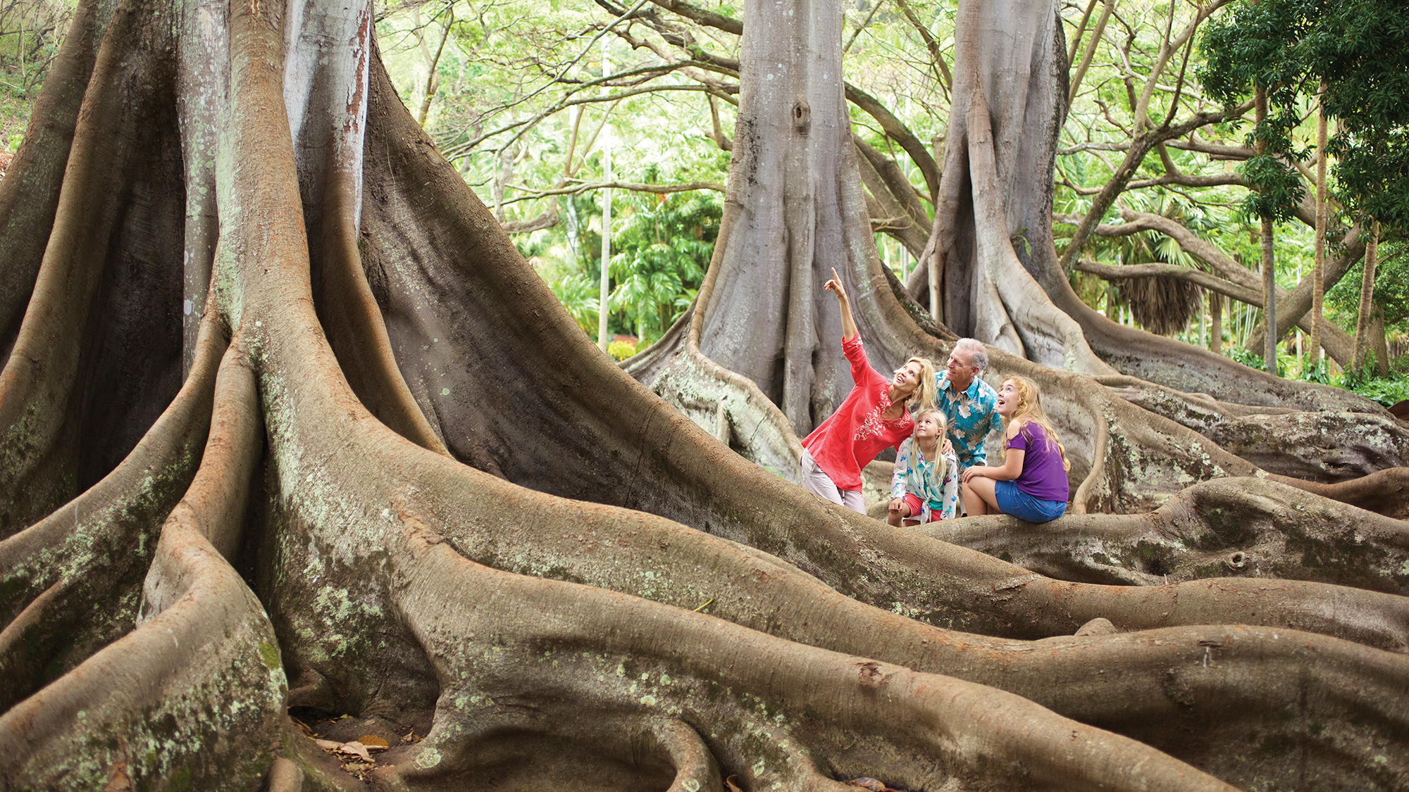 The Moreton Bay fig trees at Allerton Garden were seen in “Jurassic Park.”