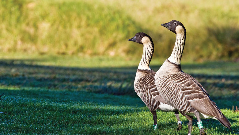 More than 250 nene make their home in Hawaii Volcanoes National Park.