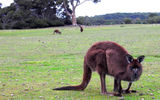 Travelers staying at the Southern Ocean Lodge can take part in the hotel's nightly Kangas and Canapes activity, where guests enjoy drinks and appetizers near dusk in a grassy field full of wild kangaroos.