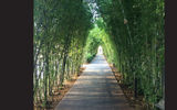 A walkway framed by bamboo leads from the hotel to the beach.
