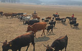 A cattle-driving rule of thumb: Stay on the fringes of the herd and position people to bring up the rear.