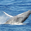 Winter whale-watching returns to Baja California Sur