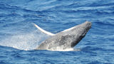 Winter whale-watching returns to Baja California Sur
